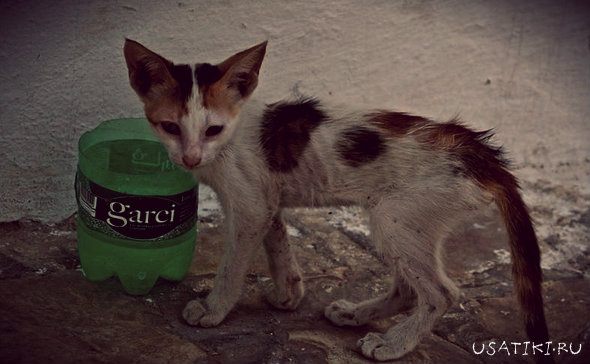 Types d'empoisonnement