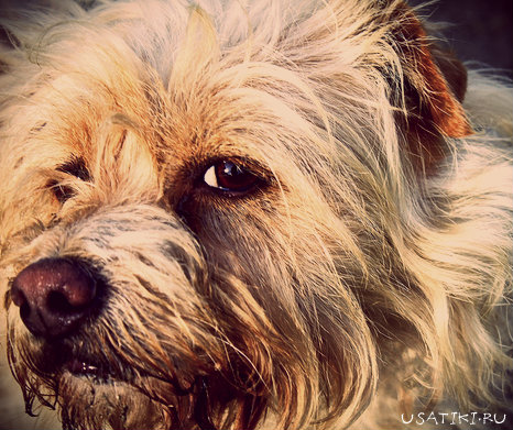 Prenez soin de vos animaux de compagnie