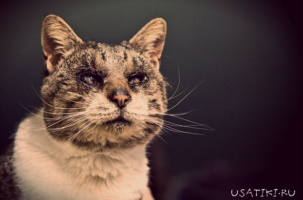 brûlure de l'œil du chat