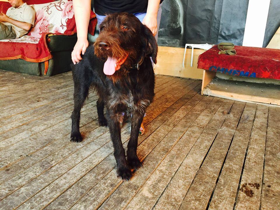 une exposition de chiens errants au parc Novodievitchi