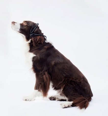 Des écouteurs sont placés sur la tête de l'animal.