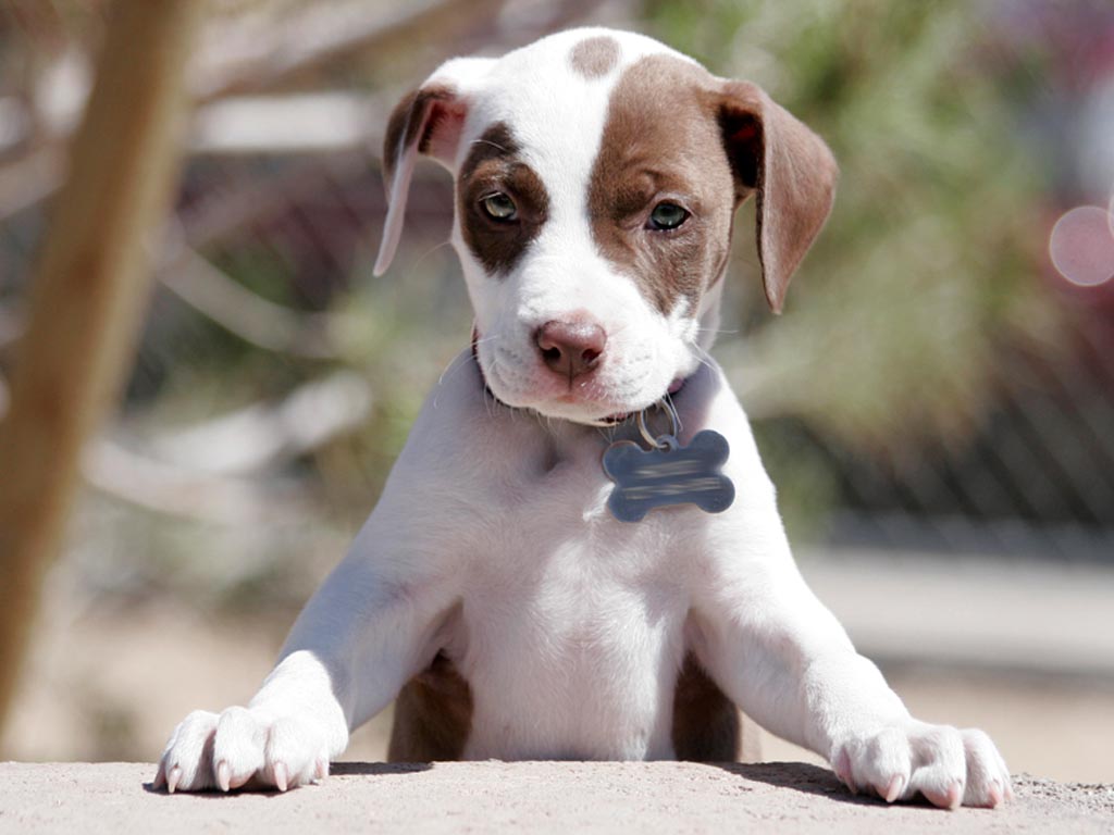 Chiot American Pit Bull Terrier