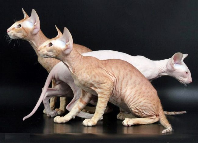 Soins pour chats à Peterbald