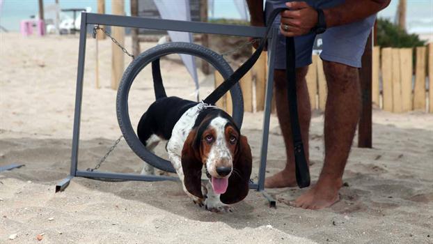 Basset Hound à la plage pour chiens