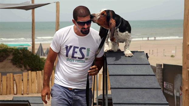 Basset Hound sur un toboggan pour chiens