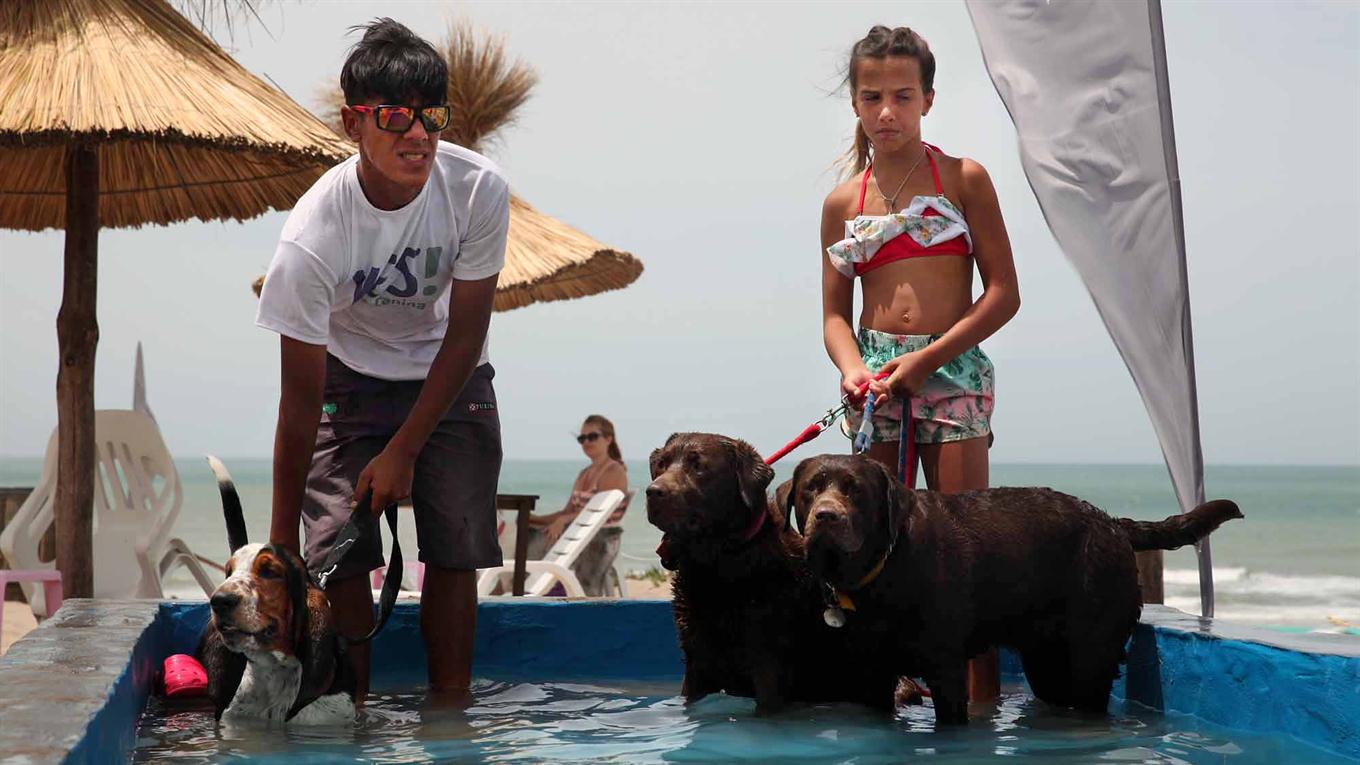 baigner un chien sur la plage