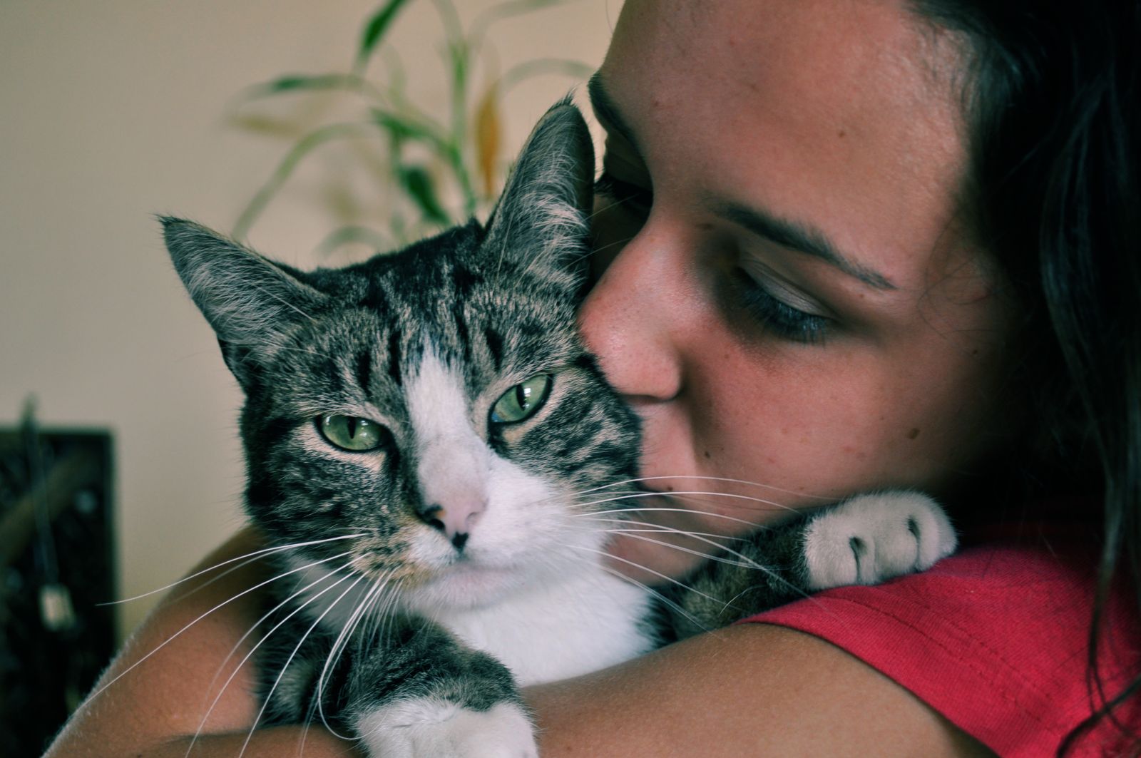 Un chat est un compagnon idéal pour une personne solitaire.