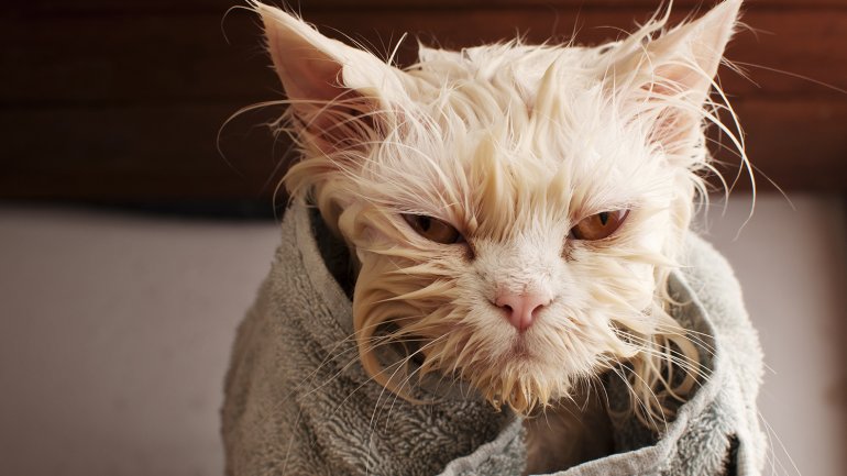 Un chat errant a besoin de plus de soins.