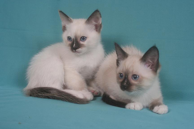 personnage de chat Snowshoe