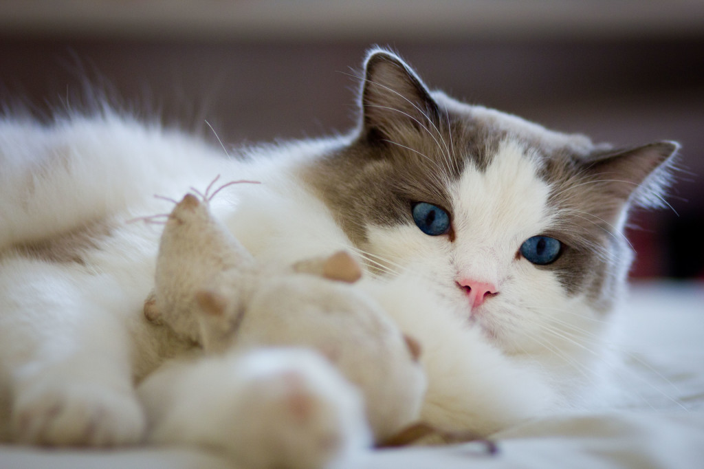Soins, nutrition et conseils d'alimentation pour les chats Ragdoll