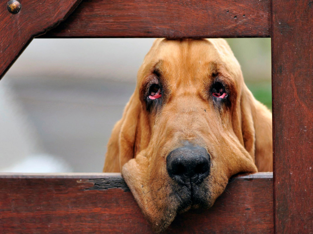 Chiens de Saint-Hubert