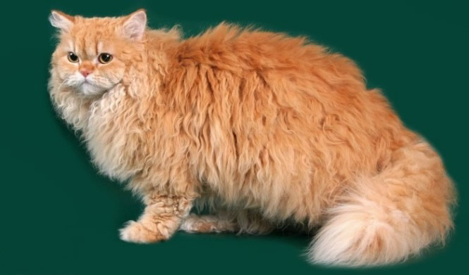 Les origines de la race de chat Selkirk Rex