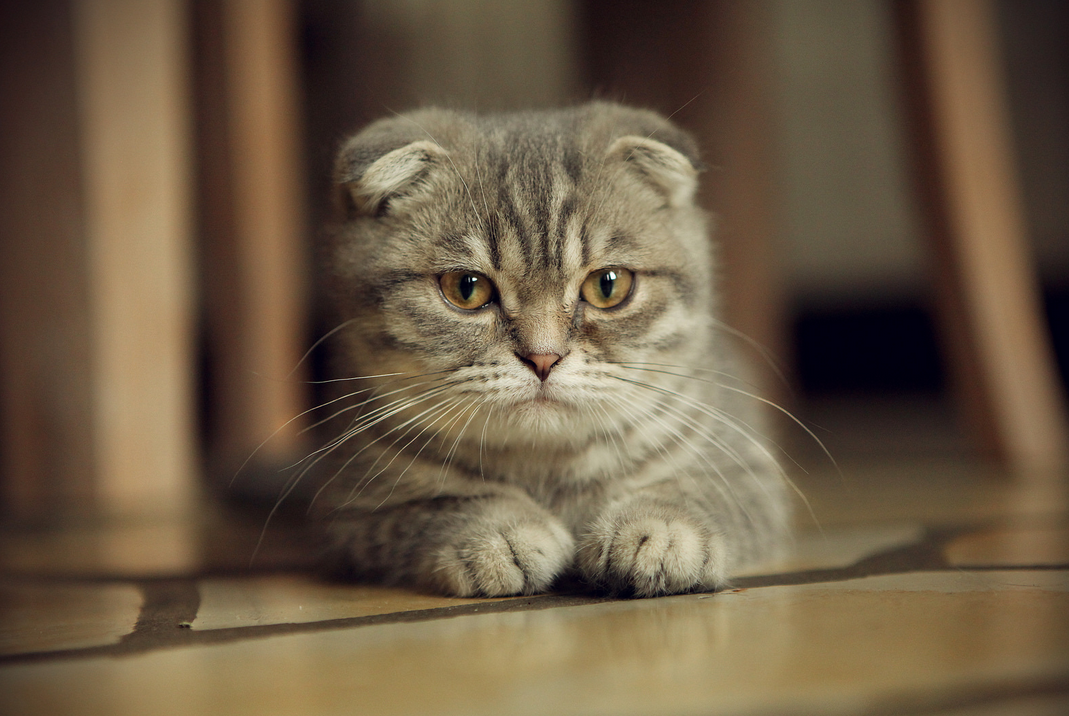 Scottish fold