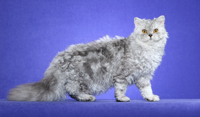 Chats Selkirk Rex