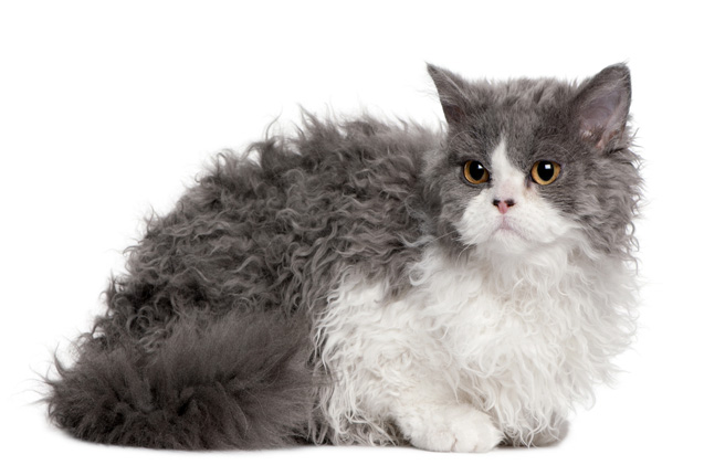 Conseils d'alimentation pour les chats Selkirk Rex