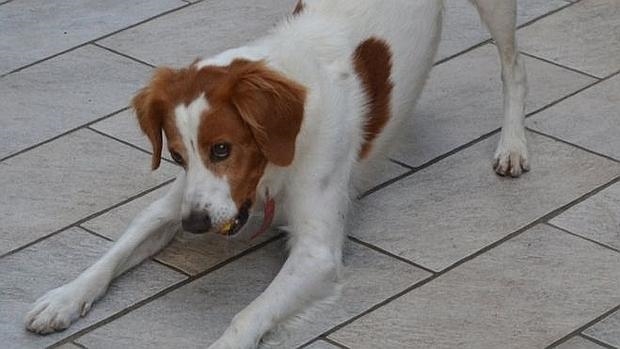 sympathie entre les chiens et les humains