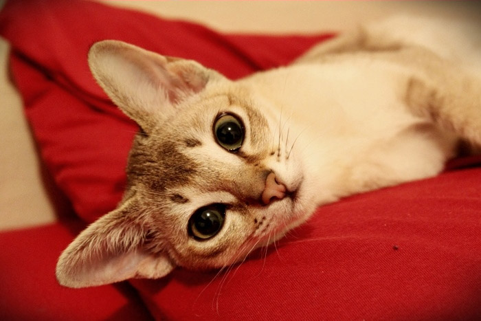 caractéristiques des chats de Singapour