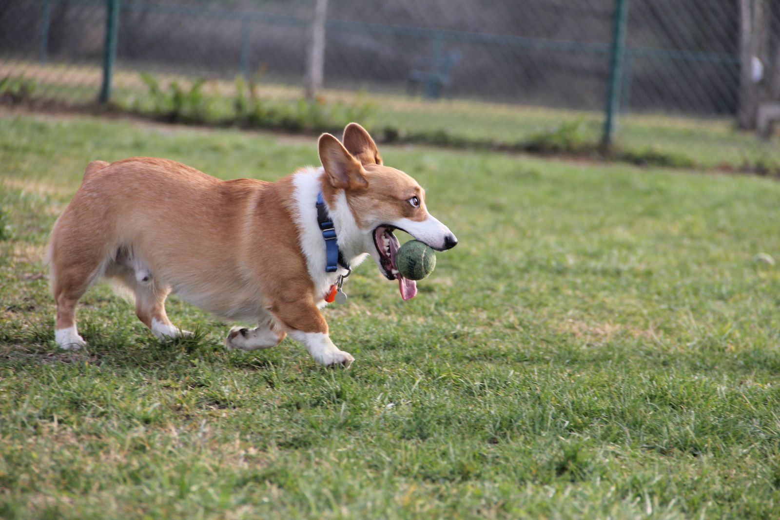 Les chiens accordent de l'importance aux images d'objets