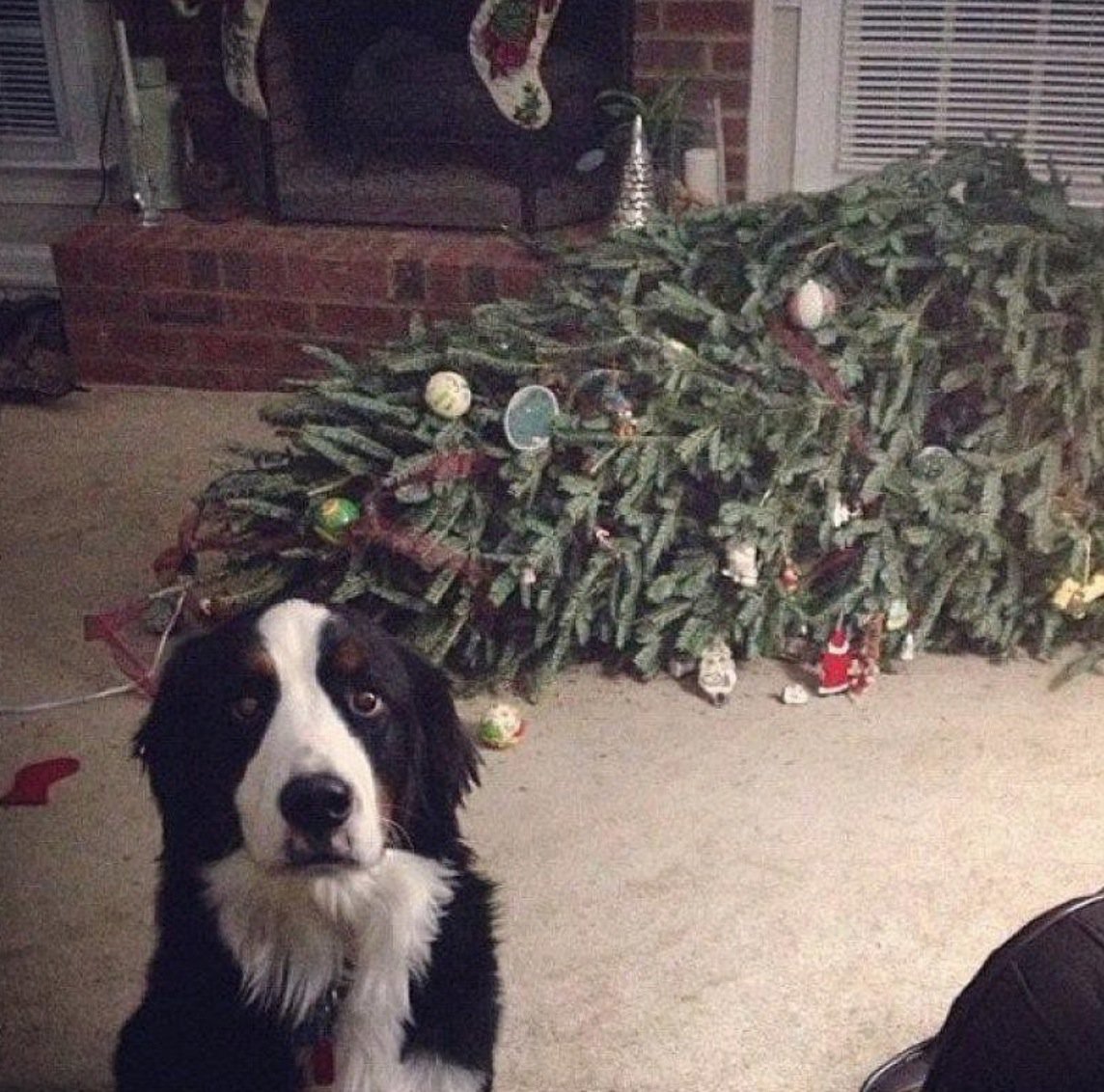 le chien a laissé tomber le sapin de Noël