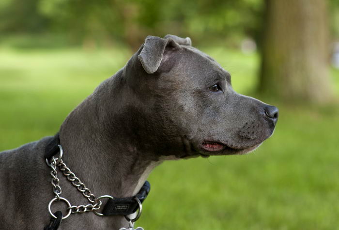 Staffordshire Bull Terrier de profil