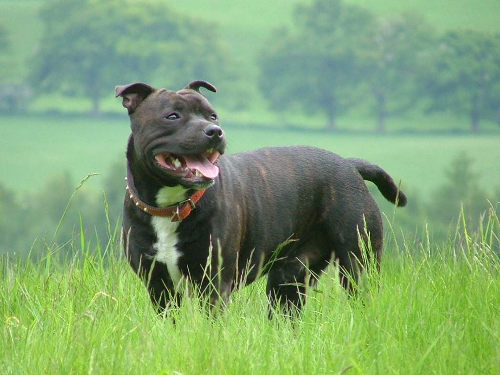 Staffordshire Bull Terrier