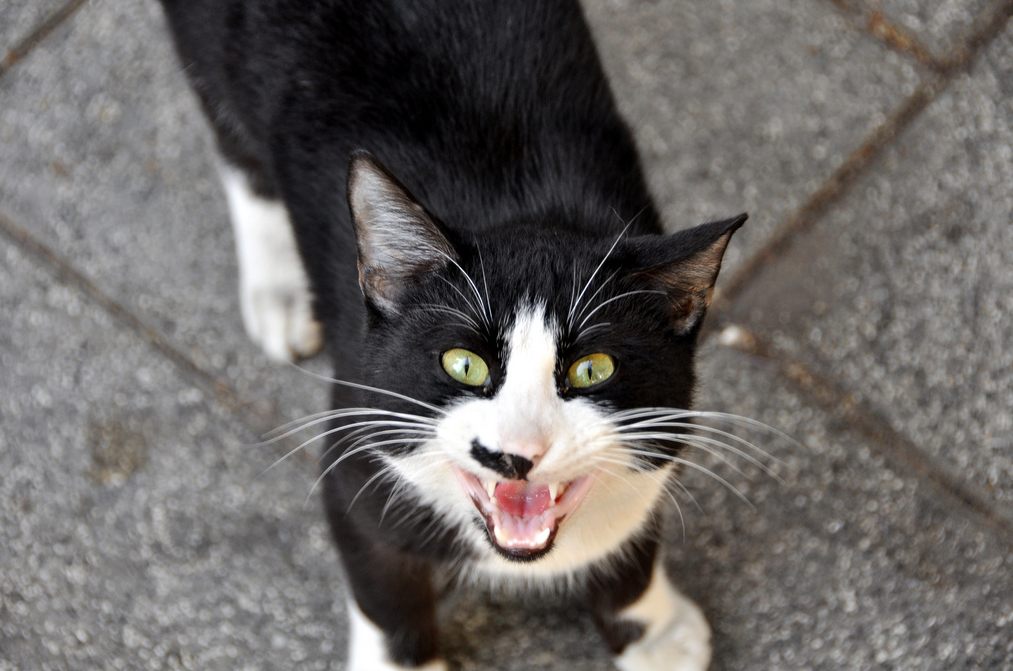 Exacerbation printanière chez les chats
