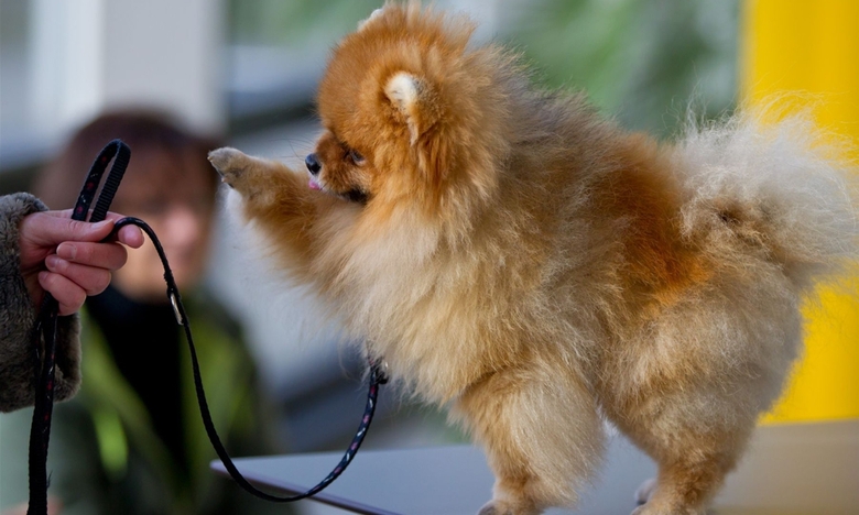 Exposition canine à Nuremberg