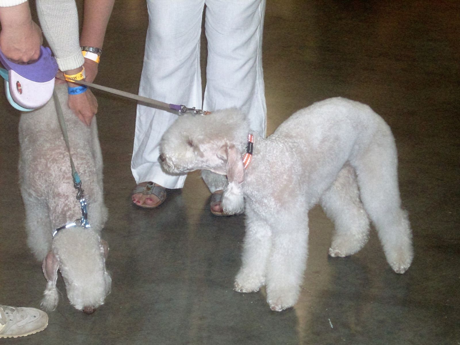 Terriers de Bedlington