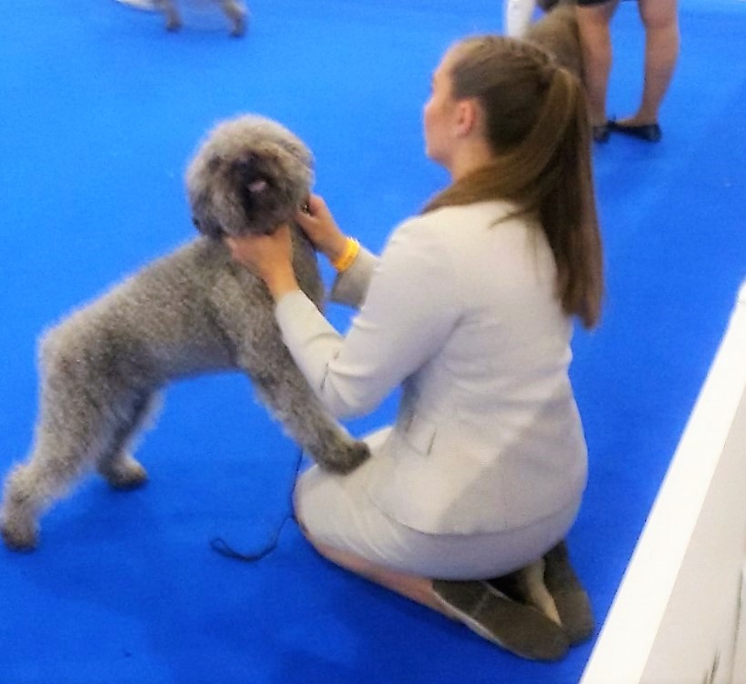 Lagotto Romagnolo