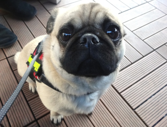 Gros plan sur les moustaches d'un chien