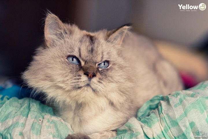 un client de l'hôtel Yellow Cat