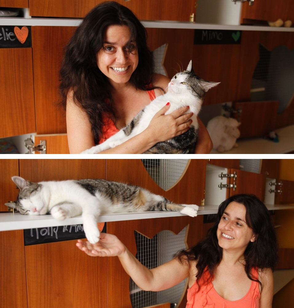 Hôtel pour chats jaunes