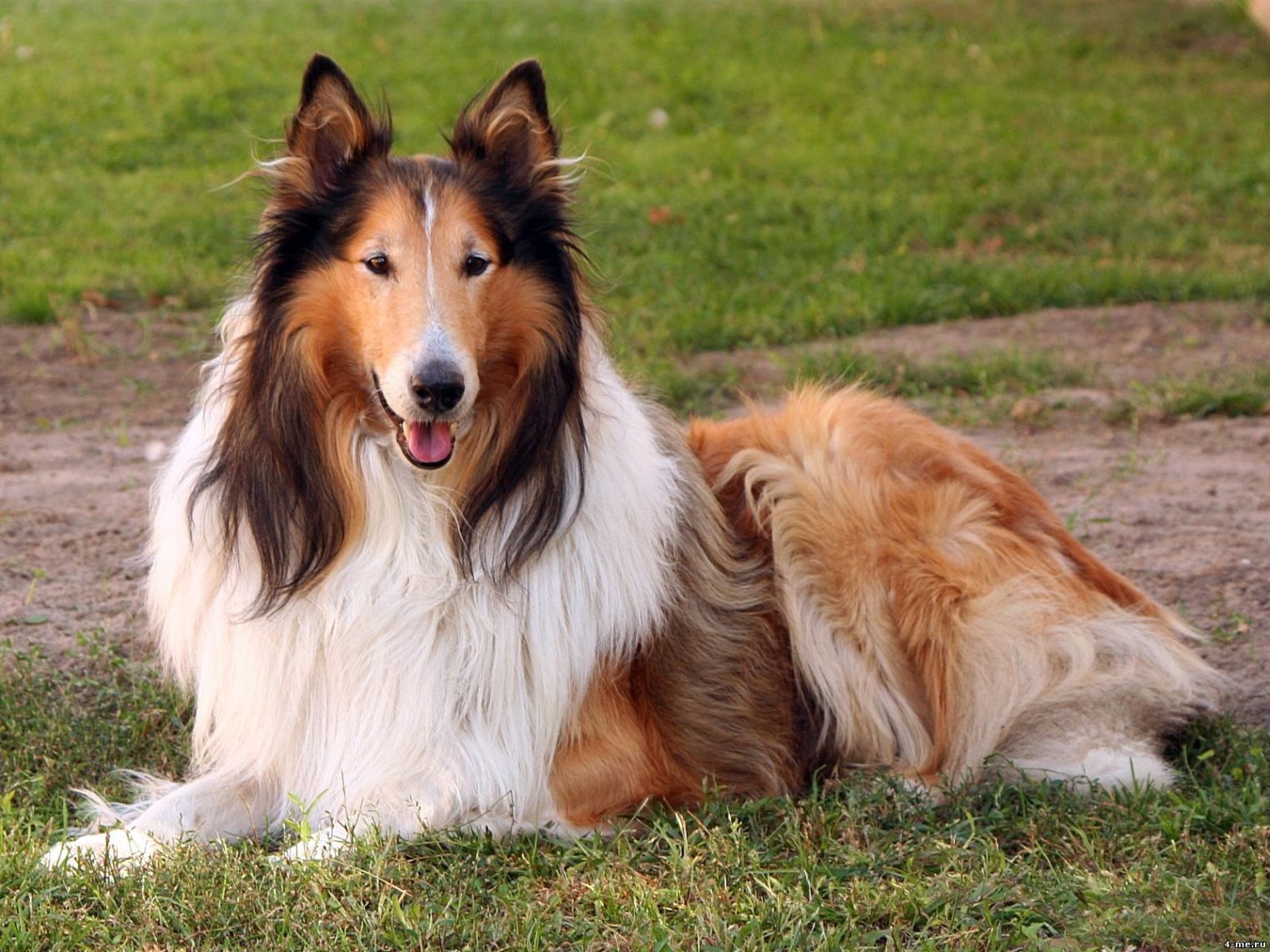 Collie (Berger écossais)