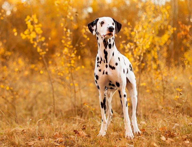 photo de dalmatien