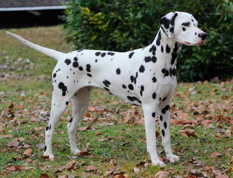 race dalmatienne