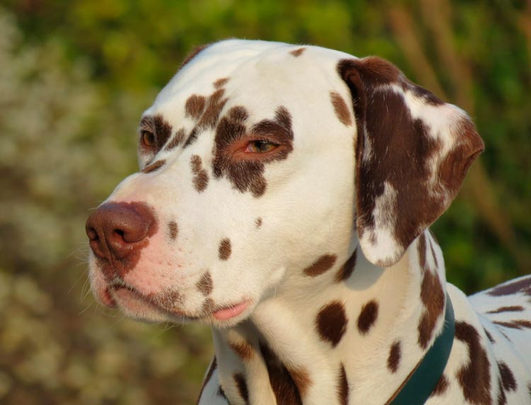 chien dalmatien