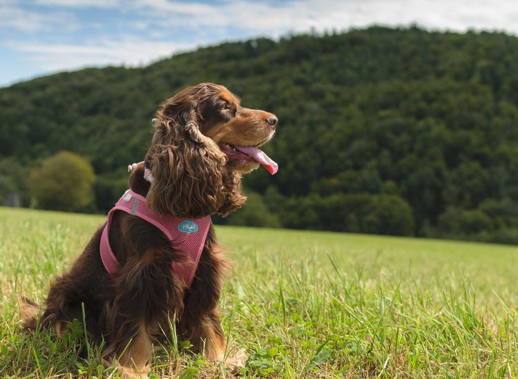 Cocker Spaniel anglais à la chasse