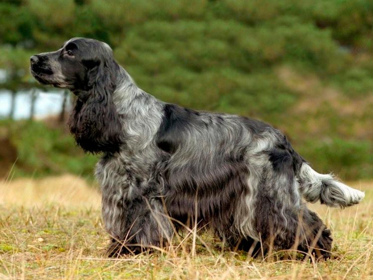 standard de la race Cocker Spaniel anglais