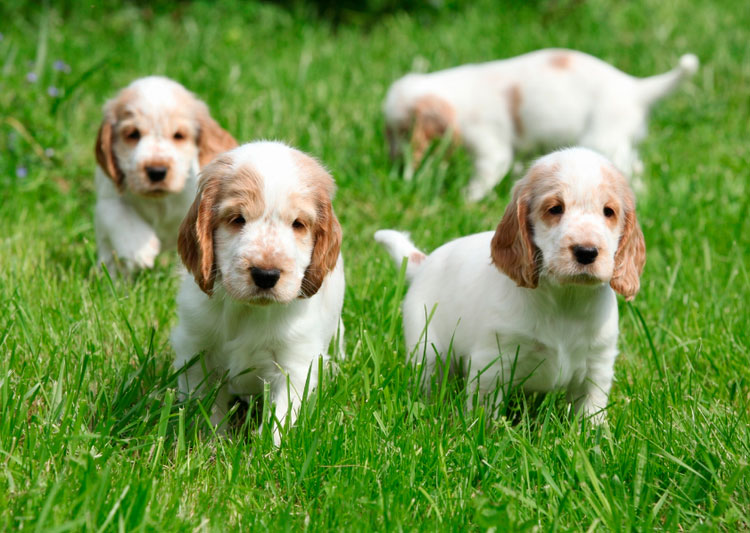 élevage de cockers spaniels anglais