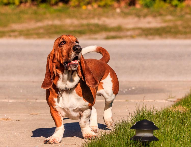 race de chien Basset Hound