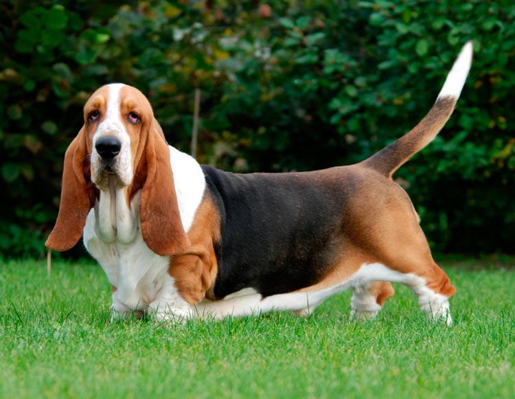 standard de la race Basset Hound