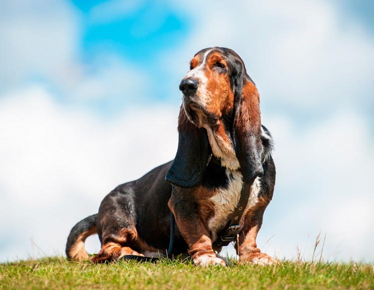 basset hound