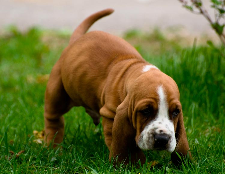 chiot basset hound