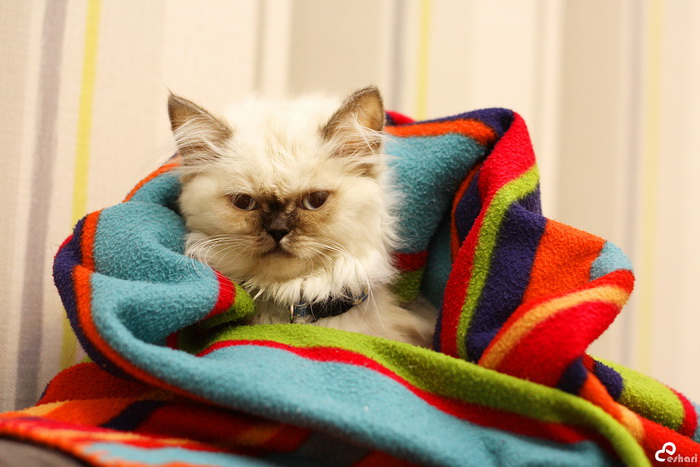 14355082211_a6ebe7966a_b