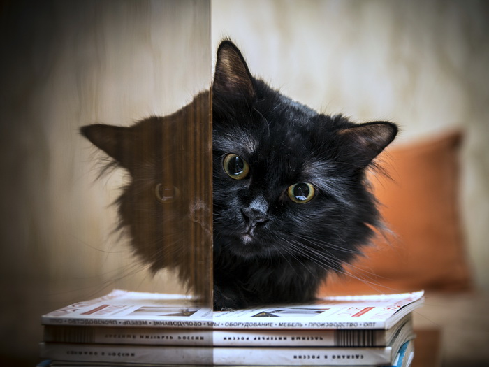 bobtail noir des Kouriles