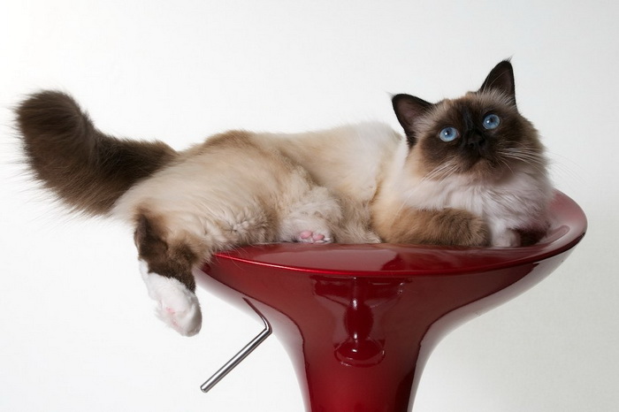 chat birman