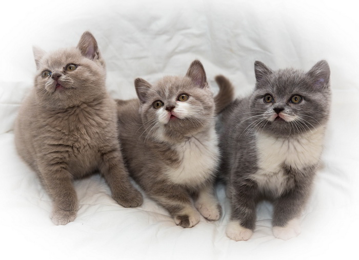 chatons British Shorthair