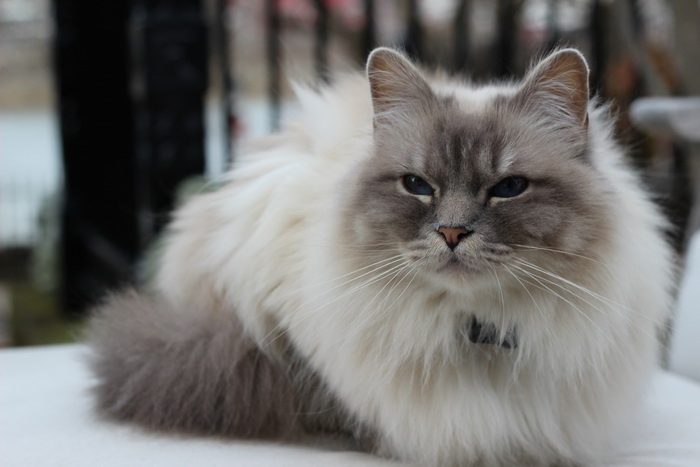 photo de chat birman