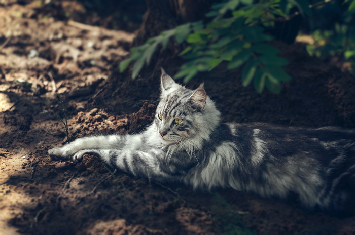 magnifique Maine Coon