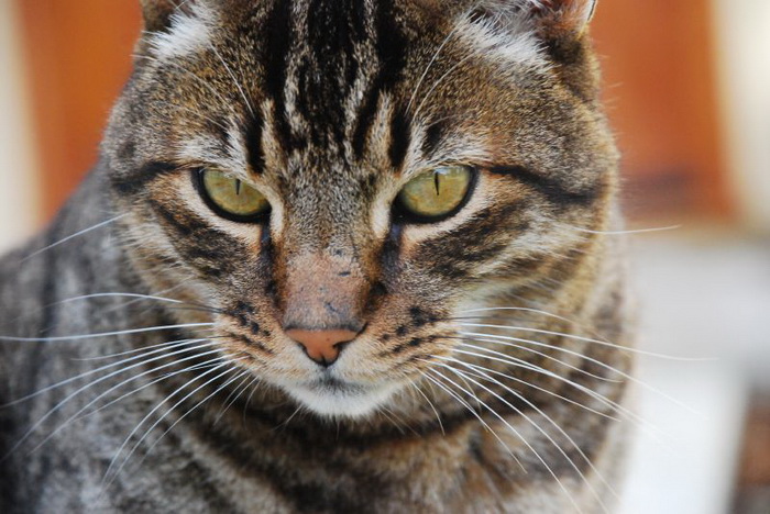 Chat pailleté de Californie